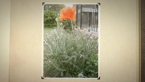 Восточный мак (Papaver orientale)