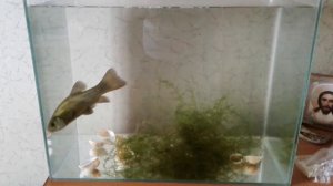 Линь в аквариуме .