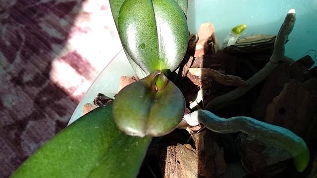 ЛИСТОВАЯ подкормка орхидеи! корни ТОЖЕ ОЖИВУТ! орхидеи ВАЖНО удобрять по листу! ПОМОЖЕТ этот полив! смотреть онлайн