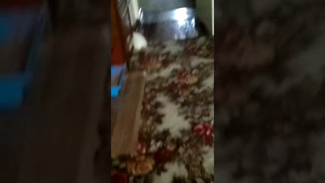 Морская свинка против котёнка