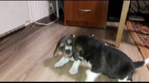 Первый прикорм щенков.Новорожденные щенки Бигля. Жизнь Бигля. Часть Четвёртая первые шаги собаки