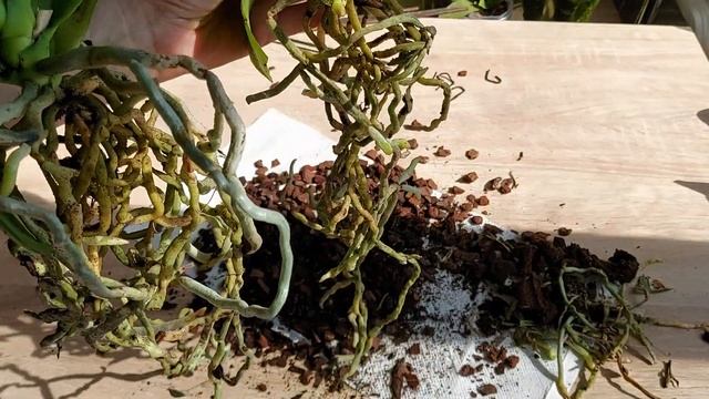 Сложное разделение двух орхидей из общей посадки. Вот почему это нужно сделать как можно раньше! смотреть онлайн