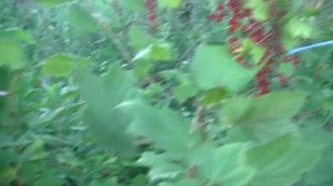 Обзор сорта смородины "Красная Виксне". Местное название  этой смородины в нашем регионе "черешня".