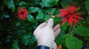 Монарда чем полезна?