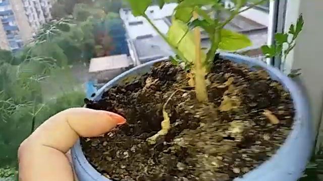 АСПИРИН для сада, огорода и комнатных цветов. Салициловая кислота в помощь растениям. смотреть онлайн