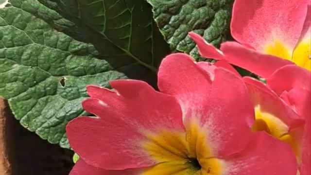 My Primula(Primrose)Plant, смотреть онлайн