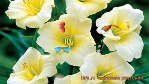 Лилейник гибридный Лонгфилдз Перл ? обзор: как сажать, рассада лилейника Лонгфилдз Перл