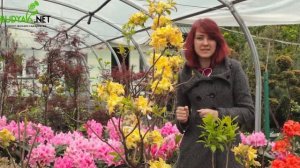 Випуск 32. Рододендрон Golden Sunset