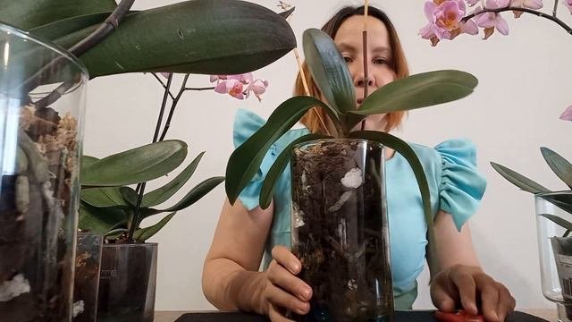 Когда  и Как срезать ✂️ цветонос у орхидеи? Личный опыт.