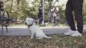 Пакеты для уборки за собаками с контейнером, видео о том, как пользоваться