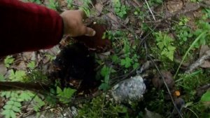 хариус,окунь,щука рыбалка на Лодьме и озёрах Белое малое и большое