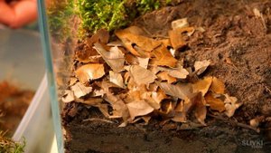 ВЕЧНЫЙ ТЕРРАРИУМ - ВОЗРОЖДЕНИЕ.