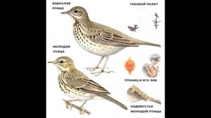 Ласточки, жаворонки, трясогузки - определение по голосам