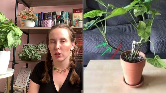 Singonium / Сингониум/Обзор /Уход /Размножение смотреть онлайн