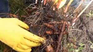 Пересадка пиона. Сайт "Садовый мир"