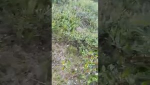 Полярная куропатка