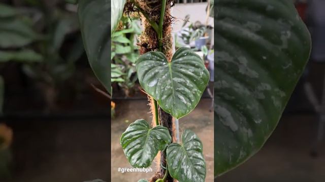 Philodendron Brandtianum Aff.