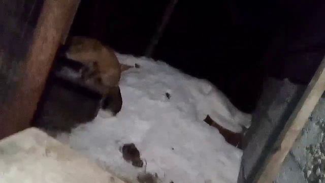 1631. Маркиза - дневник приручения дикой лисы, ест мясо,не хочет есть яйцо,заходит кот и всё доедае смотреть онлайн