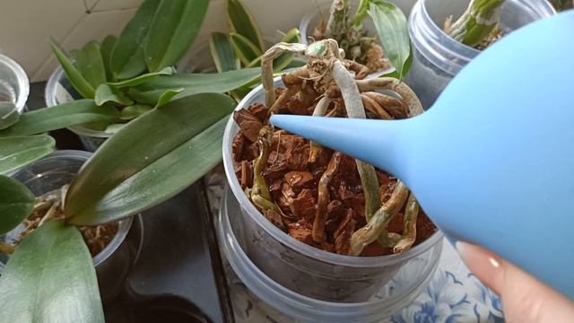 Первый полив пня фаленопсиса Моушен смотреть онлайн