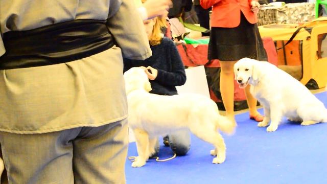 "Золотые Ворота-2016", золотистый ретривер, суки, класс юниоров смотреть онлайн