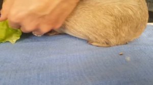 Guinea Pig Nail Clipping 101 Instructions - Step by Step