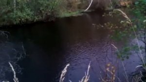 судак гоняет малька