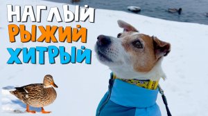 Наглая рыжая морда ? Объел бедных уточек ??? Весь хлеб у них сожрал ?