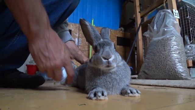 Паралич у кролика. Лечить или забивать? смотреть онлайн