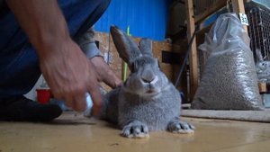 Паралич у кролика. Лечить или забивать?