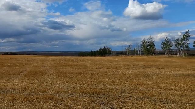 Поле по пути в Горюши Хвалынский район, 26 августа 2023 смотреть онлайн