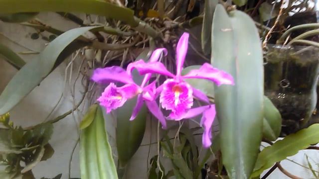 Cattleya maxima en floración смотреть онлайн