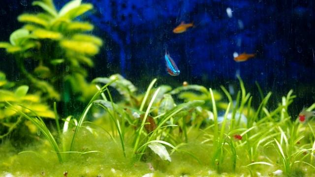 Появление Анциструса / Пора чистить стекло. Аквариум #2 смотреть онлайн