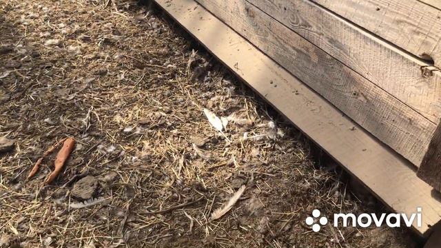 К нам приехал ревизор