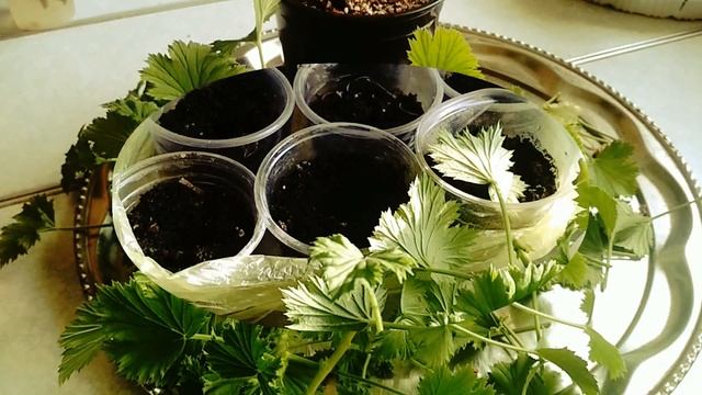 Королевская пеларгония - подготовка растения к будущему цветению. //Royal pelargonium-flowering// смотреть онлайн