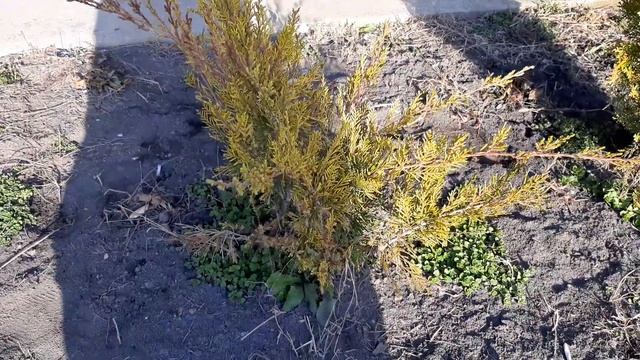 Мои ХВОЙНЫЕ МАТОЧНЫЕ РАСТЕНИЯ! Обзор хвойных растений с названием сортов. смотреть онлайн