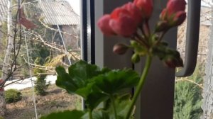 Дом в цветах в апреле // Что цветет в саду и в доме