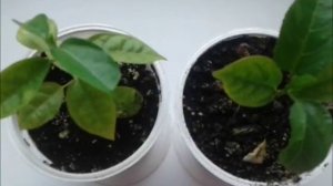 Маракуйя пассифлора первые усики