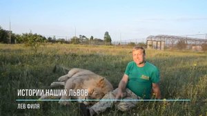 Истории наших львов ! ЛЕВ ФИЛЯ !