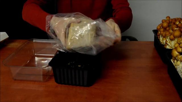 Nameko pěstování hub - www.ekohouby.cz смотреть онлайн