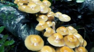 ОСЕННИЕ ОПЯТА ПОШЛИ МАССОВО | ГРИБЫ В ПОДМОСКОВЬЕ 2019 | НАШЕСТВИЕ ОСЕННИХ ОПЯТ!!!