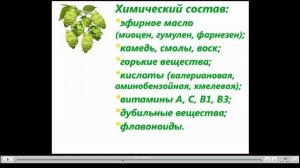 Хмель Лечебные свойства