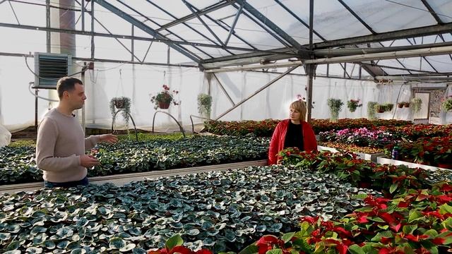 Цветочный бизнес в Украине. Особенности, сложности и нюансы выращивания цветов в теплице.