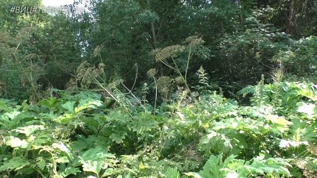 Борщевик атакует! Как с ним бороться?