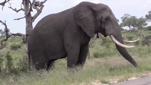 Самый большой слон замечен в джунглях.