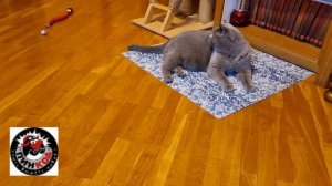 Змейка из Китая.Интерактивная игрушка для кота.mp4