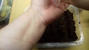 Стахис-овечье ушко, посадим красоту! Как сажать семена стахиса