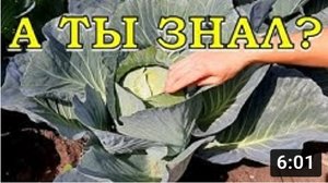 Почему КАПУСТА не завязывается в КОЧАН? Наши действия