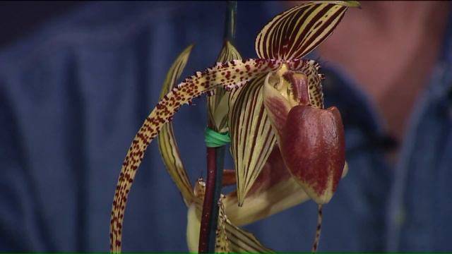 Why are orchids so popular? Fox 8`s Kristi Capel gets to the root of the popular hobby смотреть онлайн