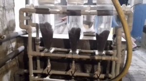 Инкубация икры русского осетра .