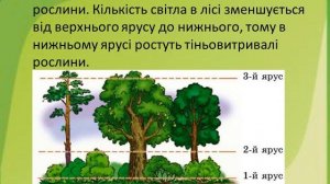 Урок 49   ЛІС — ПРИРОДНЕ УГРУПОВАННЯ. ЯДС 3 клас автор підручника І.Жаркова